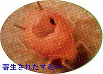 �񐶂��ꂽ�}�~�[