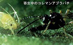 �񐶒��̃R���}���A�u���o�`