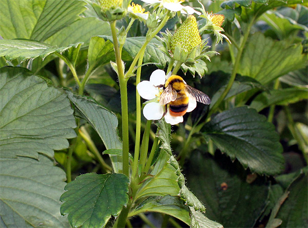 クロマルハナバチ雄成虫.jpg