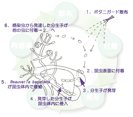 ボタニガードESの効果が出る仕組み